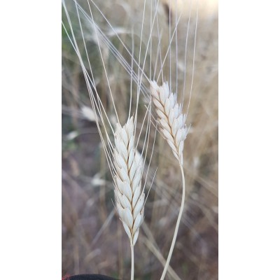 Siyez Tam Buğday Unu Ta�...