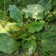 Sinir Otu,Damar Otu,Karnıyarık Otu,(Psyllium,Plantago Major)Yabani Yapraklı, Dallı,Tohumlu 37gr