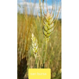Üveyik Buğdayı (Şaman,Şahman,Kunduru)Atalık Bulgurluk Tohum Çiğ 5kg