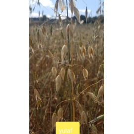 Yulaf Tohumu (Yabani) Kimyasalsız Çiğ 1kg